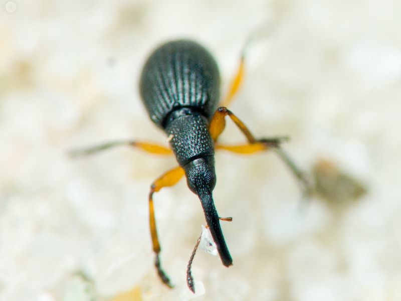 Apionidae Schönherr, 1823